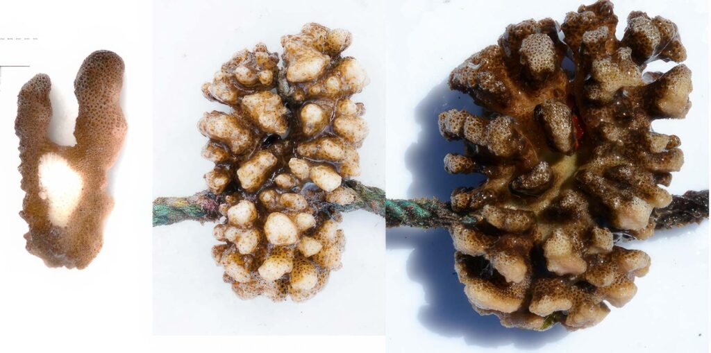 Reef Revival, Galapagos coral reef, restoration, Assessing Coral Rearing in the Galapagos