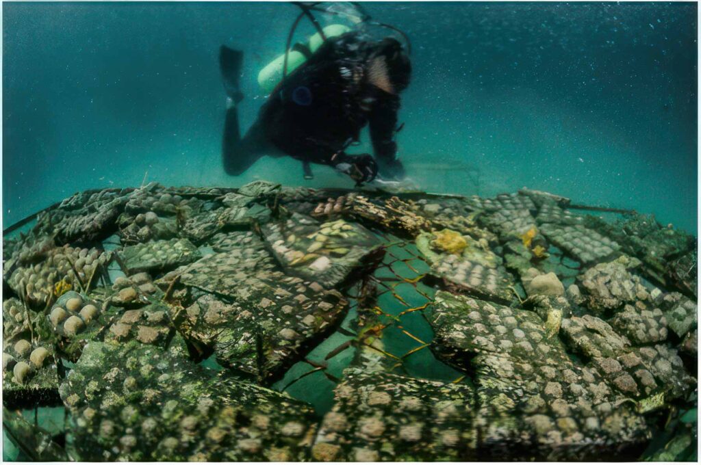 Reef Revival, Galapagos coral reef, restoration, la calera, restoring la calera