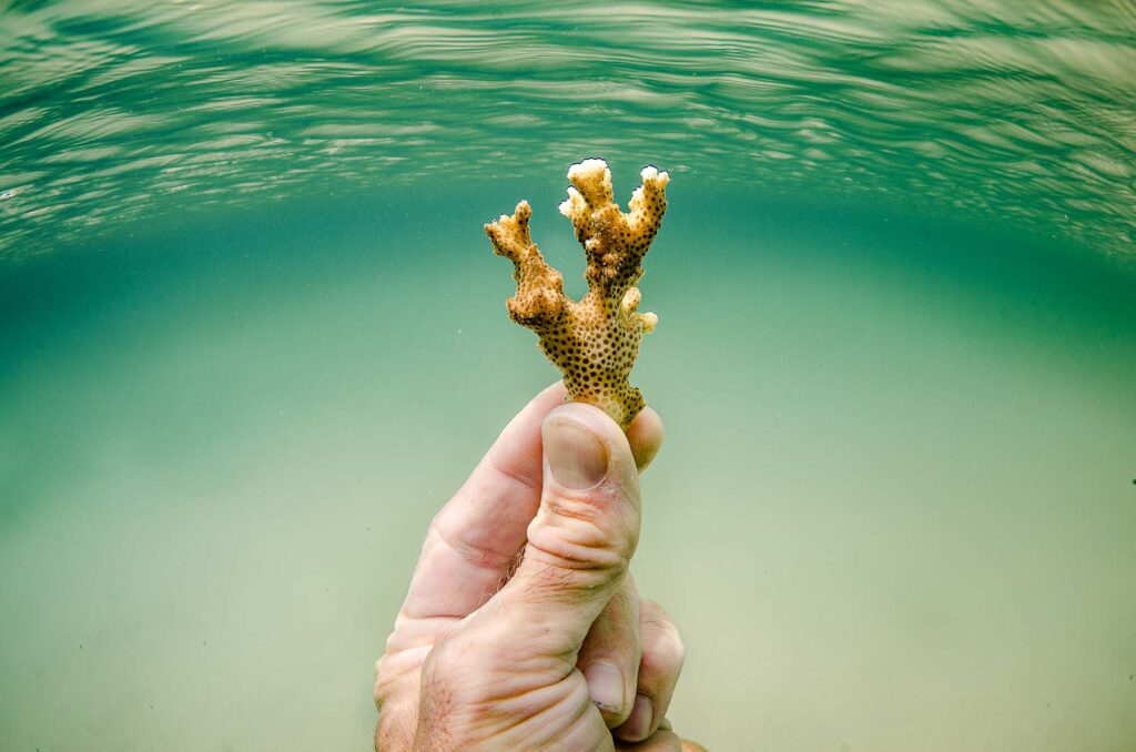 Reef Revival, Galapagos, coral, Coral gardening, coral growth and survivorship