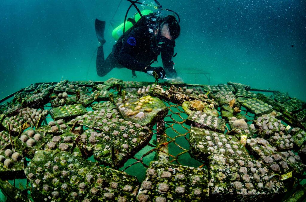 Reef Revival, coral restoration