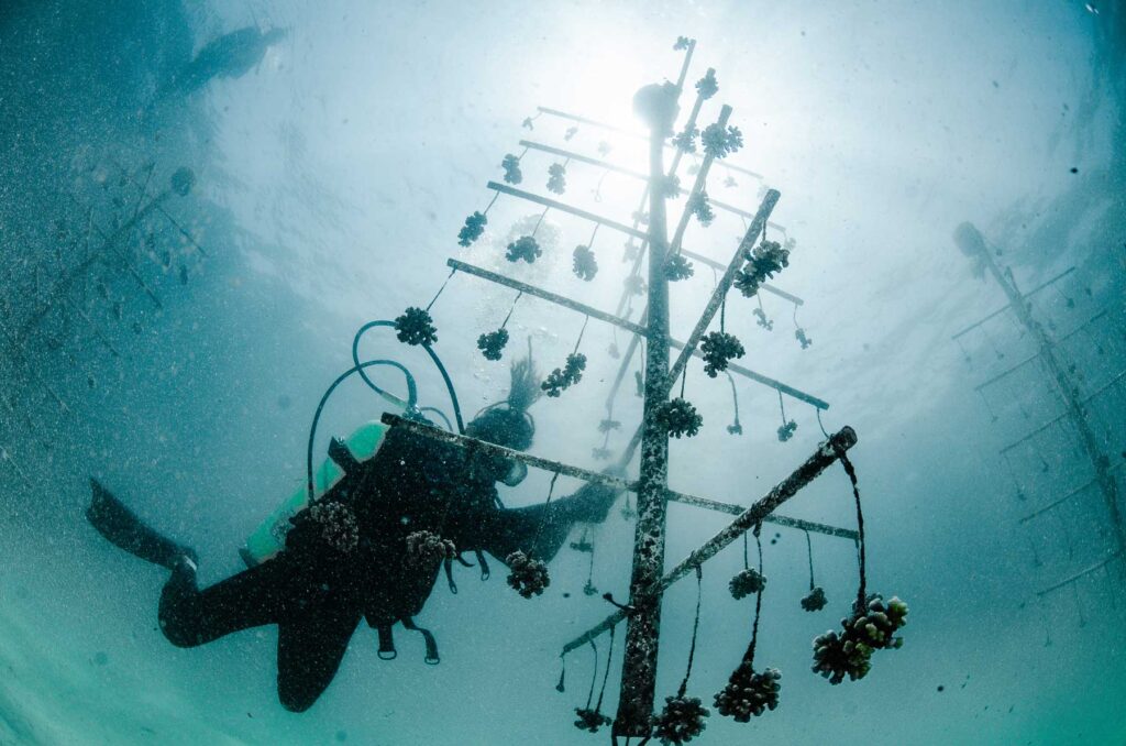 Reef Revival, Galapagos, projects, la calera restoration