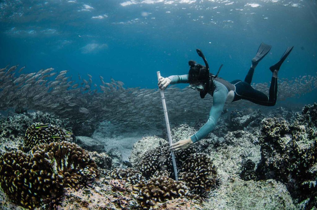 Galapagos, coral reef revival, fish, coral, coral restoration, collection