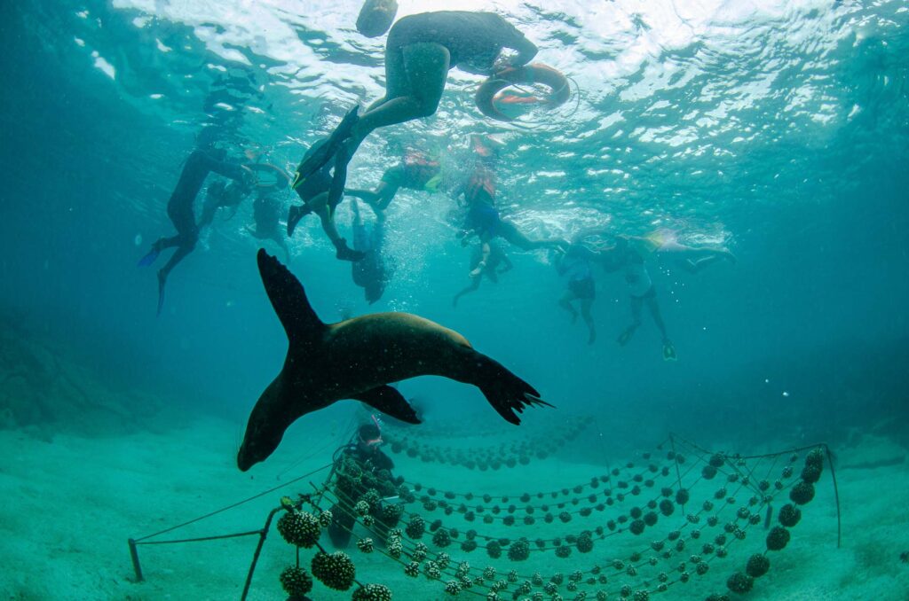 Galapagos, coral reef revival, fish, coral, coral restoration, coral education, education, community engagement