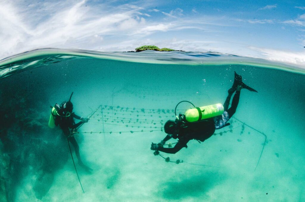 Galapagos, coral reef revival, fish, coral, coral restoration, rearing