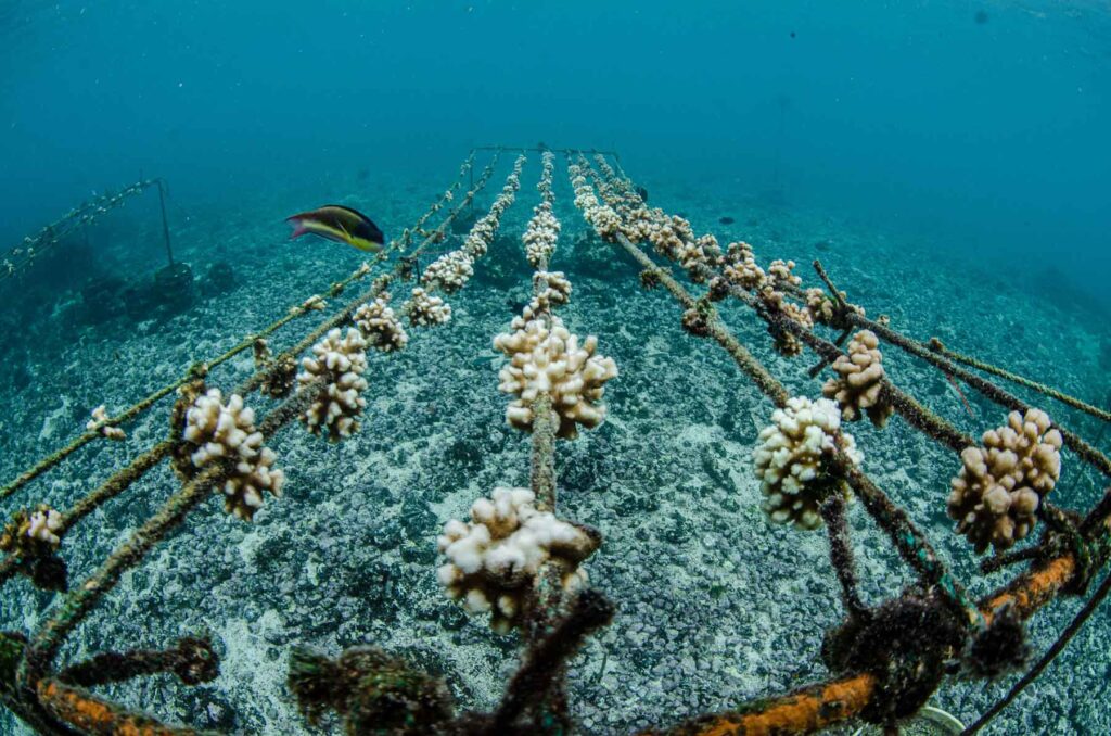 Reef Revival, Galapagos, coral, Coral gardening