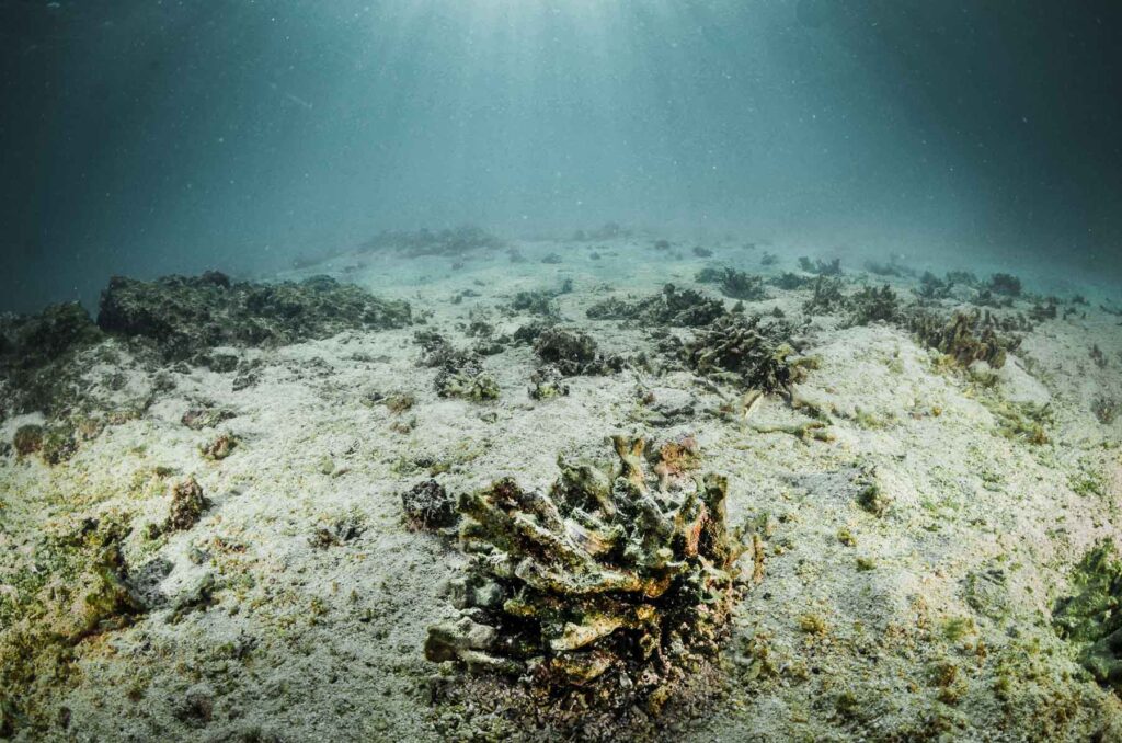 Reef Revival, dead coral reef Galapagos