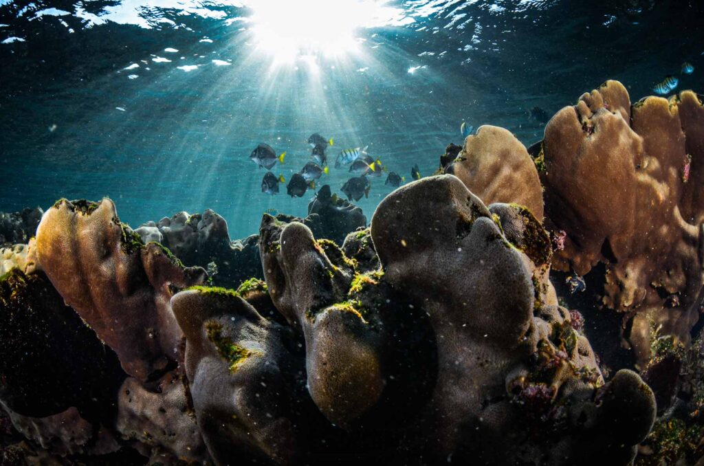 Reef Revival Galapagos, coral reef, about us, galapagos legacy