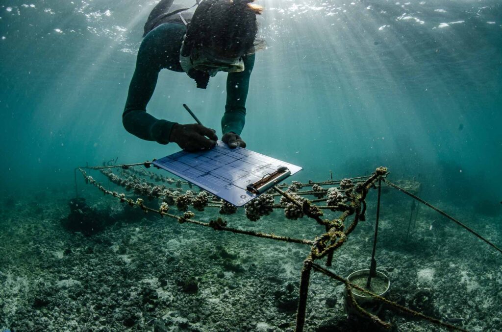 Galapagos Reef Revival, Coral plating, coral restoration