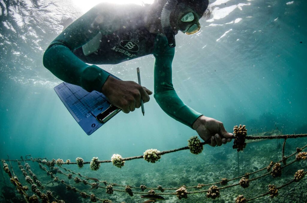 Reef Revival, Galapagos, coral, research