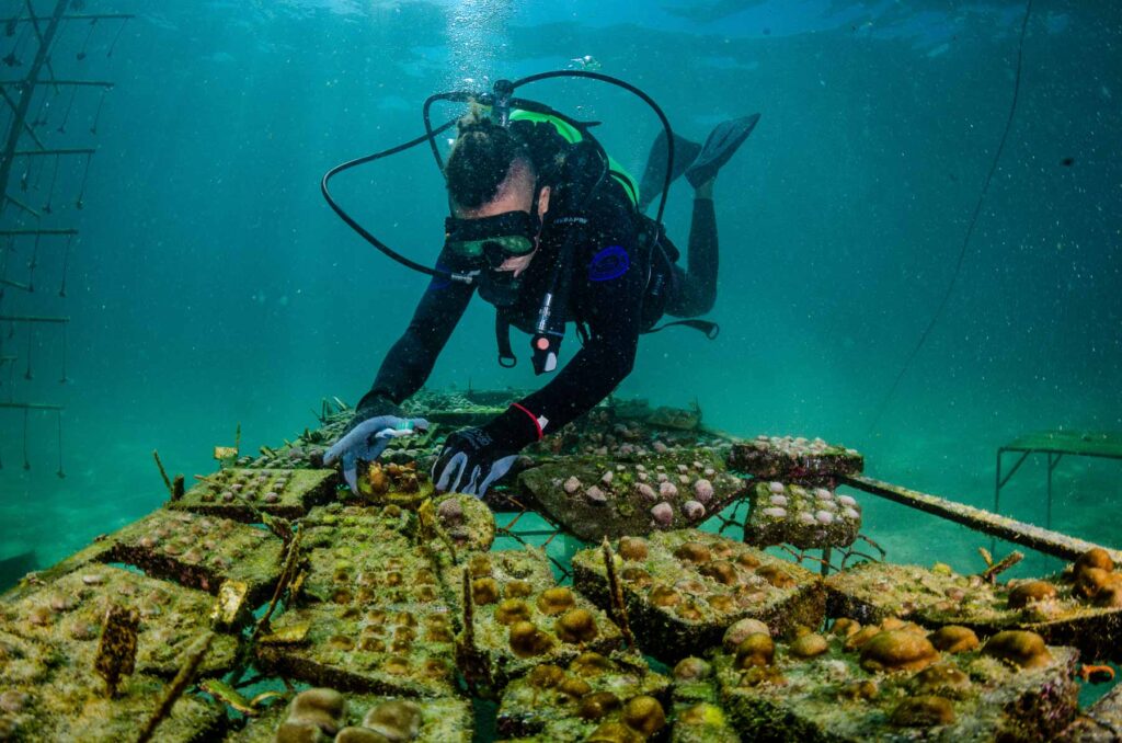 Reef Revival, Galapagos, coral