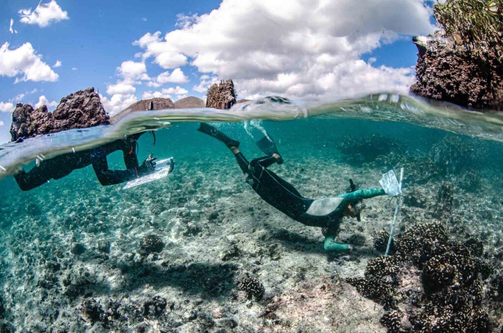 galapagos coral, reef revival, the living treasure, projects