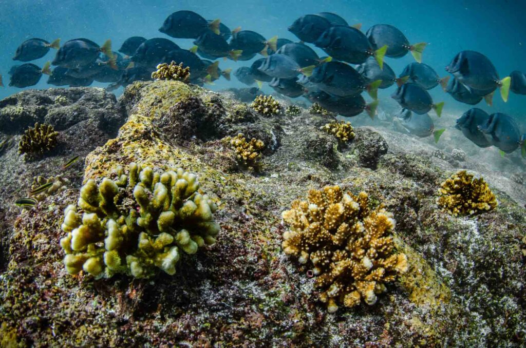 Reef Revival, Galapagos coral reef, restoration, research