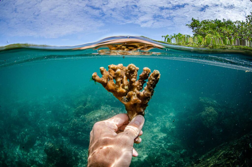 galapagos coral, reef revival, pilot nursery, projects